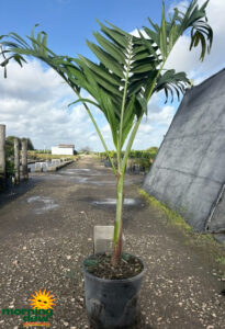 Palm Adonidia 14 in