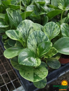 Peperomia Marble 4 in