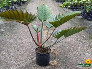 Philodendron Chocolate Empress 10 in