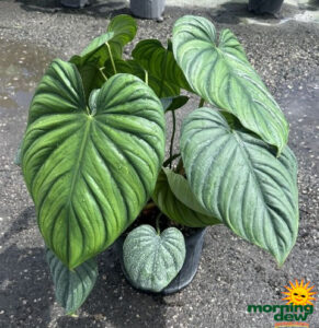 Philodendron Columbia 10 in