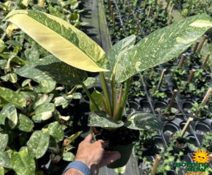 Philodendron Congo Nuclear 6 in