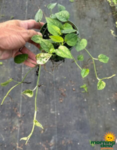 Pothos Cebu Blue Ghost 4 in