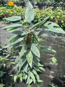 Totem Pothos Cebu Blue 10 in