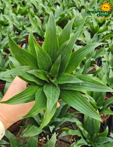 Dracaena JC Compacta 4 in