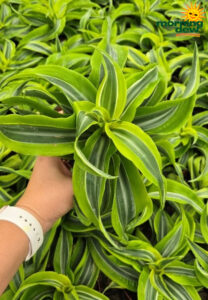 Dracaena Lemon Surprise 4 in