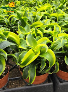 Dracaena Tornado 4 in