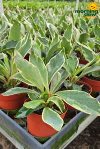 Peperomia Ginny 4 in