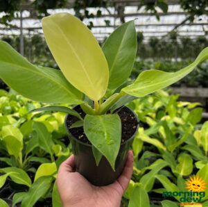 Philodendron Moonlight 4 in