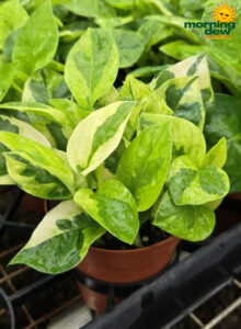 Pothos Global Green 4 in