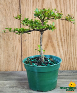 Bonsai Black Olive Starts 4 in
