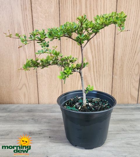 Bonsai Black Olive Starts 6 in