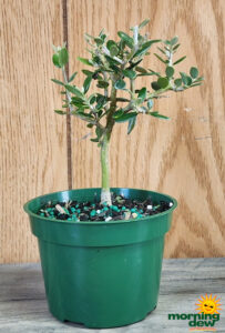 Bonsai European Olive Starts 4 in