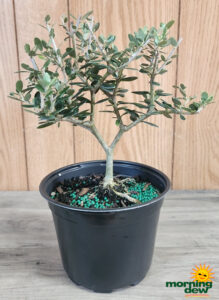 Bonsai European Olive Starts 6 in
