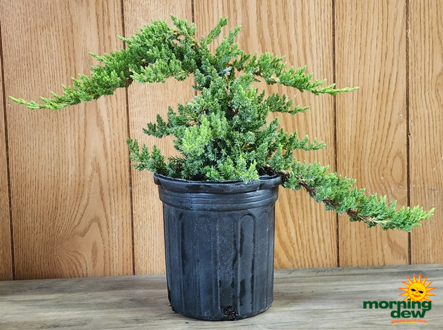 Bonsai Juniper Starts 6 in