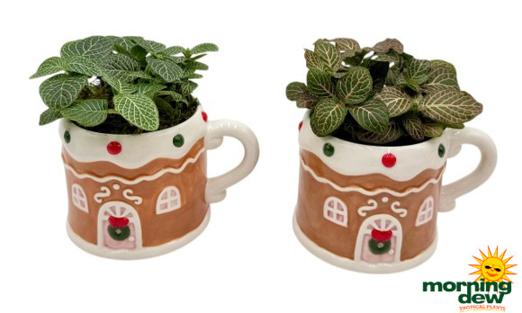 Christmas Gingerbread House Mugs 4 in