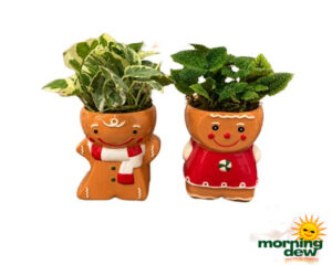 Christmas Holly & Jolly 3.5 in