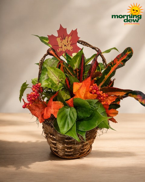 Dish Garden Fall Wicker 6 in