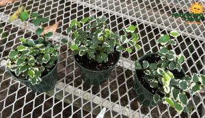 Ficus Repens (Pumila) Variegated 4 in
