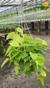 HB Philo Cordatum Lemon Lime 8 in