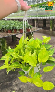 HB Pothos Neon Queen 8 in