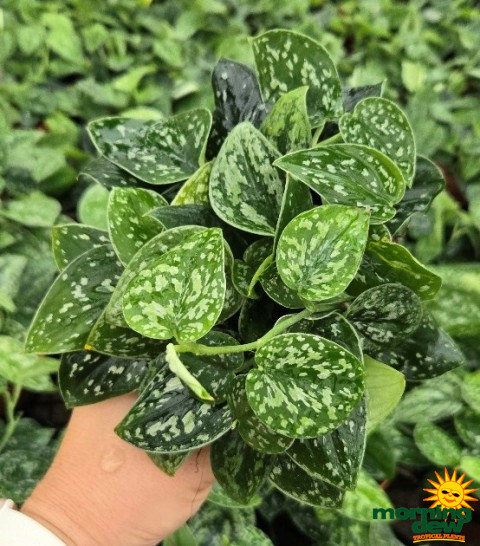 Philodendron Scindapsus Tricolor 4 in