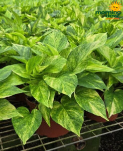 Pothos Neon Queen 6 in